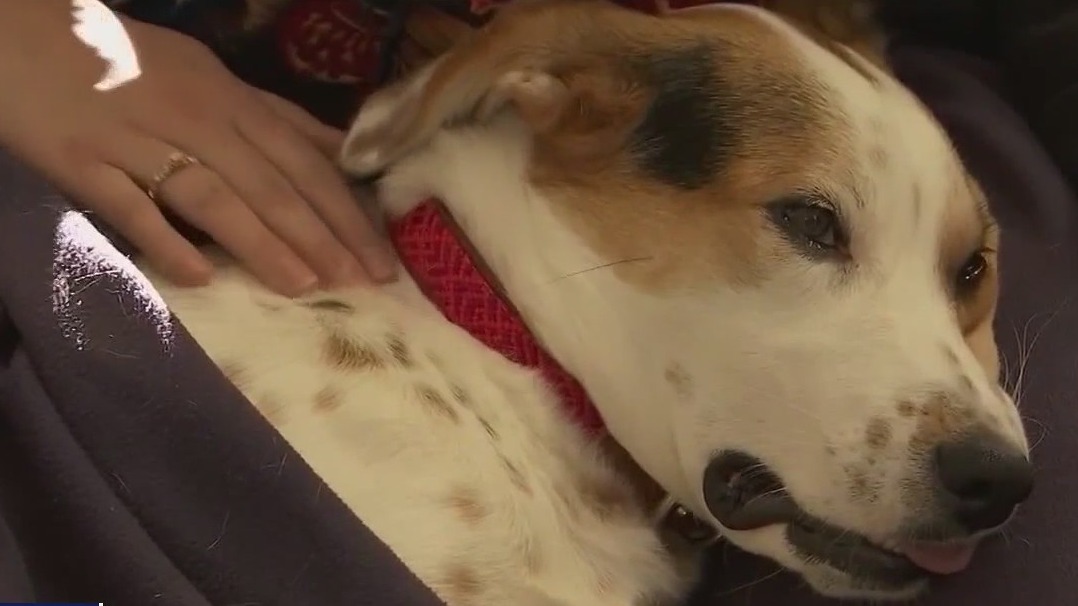 Keep dogs safe during 4th of July fireworks